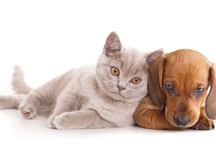 Are Cats Easier To Care For Than Dogs